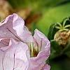 Geranium cinereum 'Apple Blossom', flowers