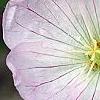 Geranium cinereum 'Apple Blossom', flowers