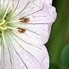 Geranium cinereum 'Apple Blossom', flowers