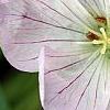 Geranium cinereum 'Apple Blossom', flowers