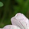 Geranium cinereum 'Apple Blossom', flowers