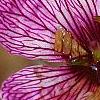 Geranium cinereum 'Purple Pillow', flowers