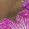 Geranium cinereum 'Purple Pillow', flowers