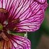 Geranium cinereum 'Purple Pillow', flowers
