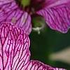 Geranium cinereum 'Purple Pillow', flowers