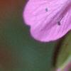 Geranium endressii 'Wargrave's Pink', flowers