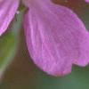 Geranium endressii 'Wargrave's Pink', flowers