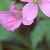 Geranium endressii 'Wargrave's Pink', flowers
