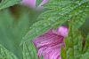 Geranium endressii 'Wargrave's Pink', flowers