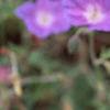 Geranium himalayense, flowers