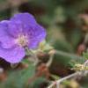 Geranium himalayense, flowers