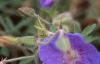 Geranium himalayense, flowers