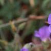 Geranium himalayense, flowers