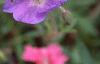 Geranium himalayense, flowers