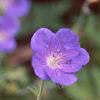 Geranium himalayense, flowers