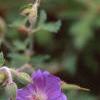 Geranium himalayense, flowers