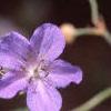 Geranium himalayense, flowers