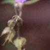 Geranium himalayense, flowers