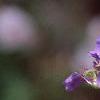 Geranium himalayense, flowers