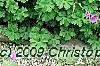 Geranium himalayense 'Gravetye', habit