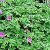 Geranium himalayense 'Gravetye', habit