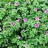 Geranium himalayense 'Gravetye', habit