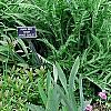 Geranium himalayense 'Gravetye', habit