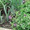 Geranium himalayense 'Gravetye', habit