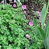 Geranium himalayense 'Gravetye', habit