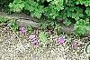 Geranium himalayense 'Gravetye', habit