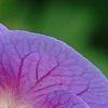 Geranium himalayense 'Gravetye', flowers