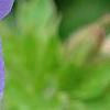 Geranium himalayense 'Gravetye', flowers