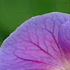Geranium himalayense 'Gravetye', flowers