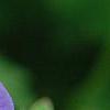 Geranium himalayense 'Gravetye', flowers