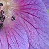Geranium himalayense 'Gravetye', flowers