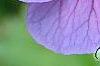 Geranium himalayense 'Gravetye', flowers