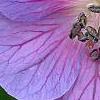 Geranium himalayense 'Gravetye', flowers