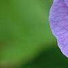 Geranium himalayense 'Gravetye', flowers