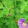 Geranium himalayense 'Gravetye', flowers