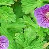 Geranium himalayense 'Gravetye', flowers
