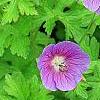Geranium himalayense 'Gravetye', flowers