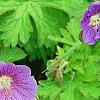 Geranium himalayense 'Gravetye', flowers