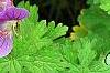 Geranium himalayense 'Gravetye', flowers
