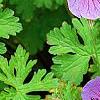 Geranium himalayense 'Gravetye', flowers