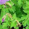 Geranium himalayense 'Gravetye', flowers