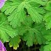 Geranium himalayense 'Gravetye', flowers