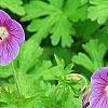 Geranium himalayense 'Gravetye', flowers