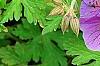 Geranium himalayense 'Gravetye', flowers