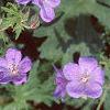Geranium x 'Johnson's Blue', flowers