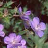 Geranium x 'Johnson's Blue', flowers